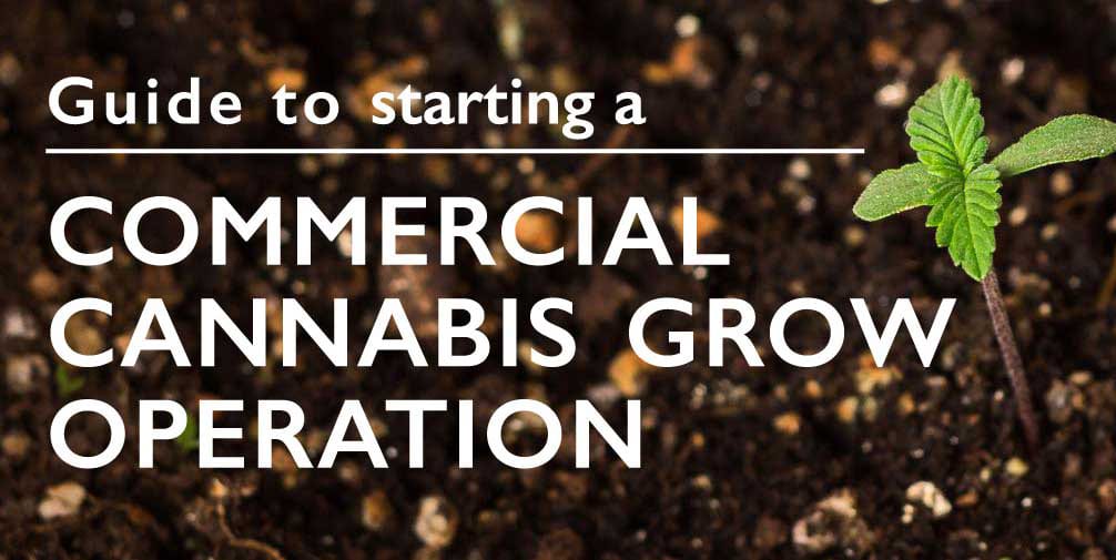 Guide to Starting a Commercial Cannabis Grow Operation | WeatherPort