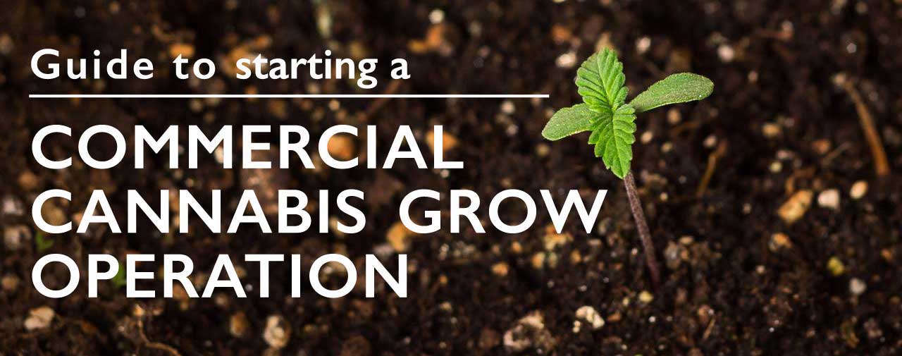 How to get into the weed growing business